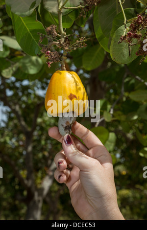 Anacardi Apple con Anacardi nella struttura ad albero, vicino a Sokone, Senegal Foto Stock