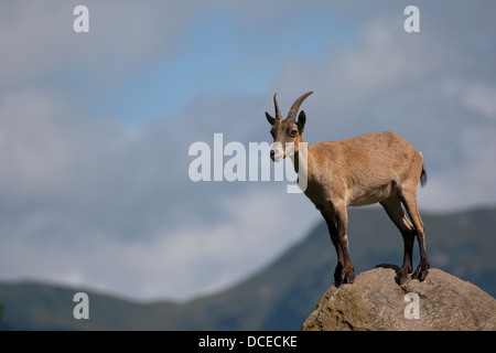 Alpine Ibex, Alpen-Steinbock, Alpensteinbock, Stambecco Capra ibex, Steinböcke Foto Stock