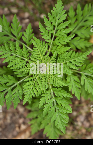 L Ambrosia annuale, comune Ambrosia, Ambrosie, Beifußblättriges Traubenkraut, Beifuß-Traubenkraut, Ambrosia artemisiifolia Foto Stock