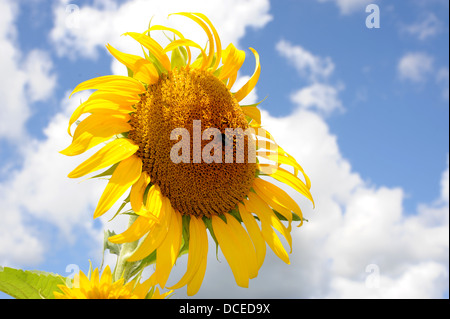 Bee on Sunflower V a Prayssac nella regione Lot o dipartimento della zona sud-occidentale Midi-Pirenei della Francia Foto Stock