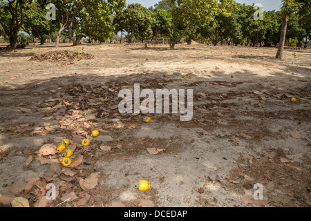 Il giallo di acagiù e dadi giacente a terra, vicino a Sokone, Senegal. Foto Stock