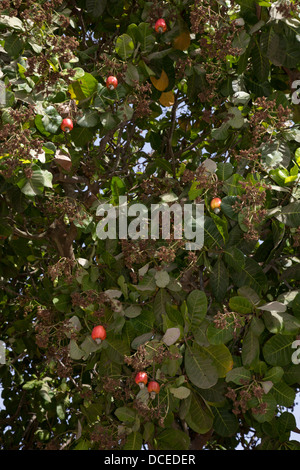 Rosso di acagiù e i dadi nella struttura ad albero, vicino a Sokone, Senegal Foto Stock