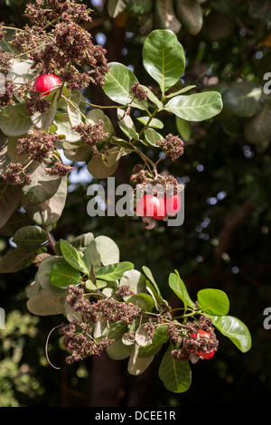 Rosso di acagiù nella struttura ad albero con i dadi, vicino a Sokone, Senegal Foto Stock