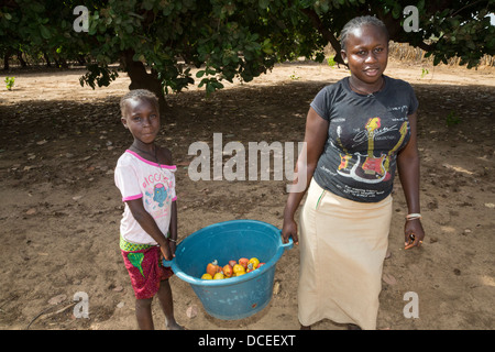 Donna e giovane ragazzo raccogliere frutta di acagiù e i dadi dal suolo, vicino a Sokone, Senegal. Foto Stock