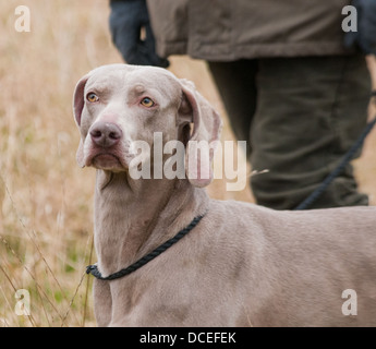 Un Weimaraner un puntatore Hunter Retriever (HPR) lavorando cane a HPR, addestramento del cane al giorno Foto Stock