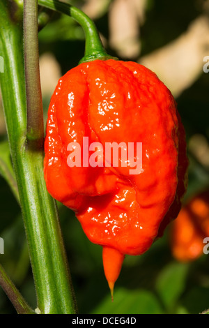 Un estremamente caldo spagnolo Naga (aka Gibilterra Naga) Peperoncino (Capsicum chinense) cresce al di fuori in un giardino del Regno Unito. Foto Stock