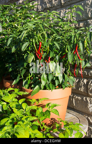 Un potted chili pepper plant (Turco Aci Sivri Cayenne - Capsicum annuum) cresce in una posizione soleggiata in un giardino inglese. Foto Stock