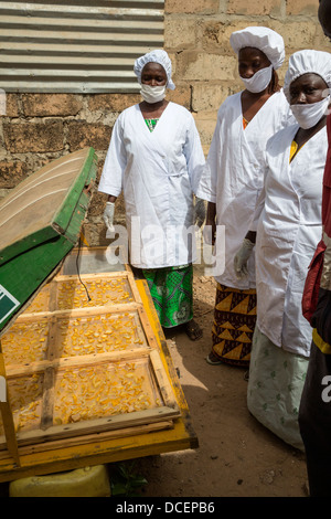 Fette di frutta di acagiù essiccazione al sole, Gambia. Essi saranno confezionate e vendute localmente. Le mele fresche non trasportare bene. Foto Stock