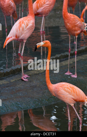 Concentrarsi su un singolo Flamingo all'interno del Jurong Bird Park con altri fenicotteri in background. Uccelli slanciata con un lungo collo. Foto Stock