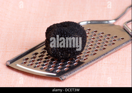 Un organico di tartufo estivo su una grattugia Foto Stock