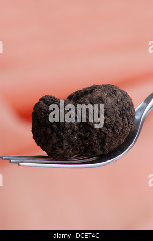 Un organico di tartufo estivo su una forcella Foto Stock