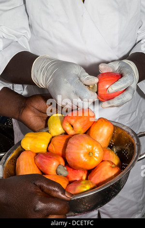 Lavoratore agricolo interessato la rimozione di anacardi anacardi da Apple prima di affettare la frutta. La Gambia Foto Stock