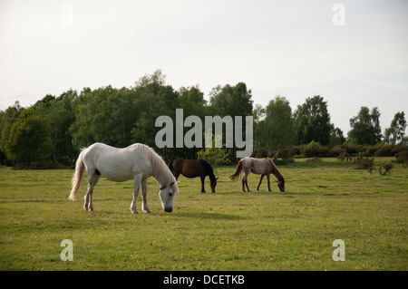 Tre pony pascolano sulla terra aperta nella nuova foresta, Inghilterra. Foto Stock