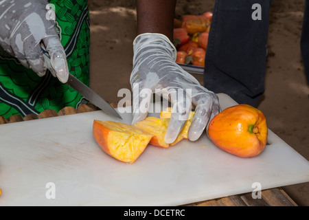 I lavoratori agricoli per affettare frutta di acagiù, in preparazione per l'asciugatura. Il Gambia. Foto Stock
