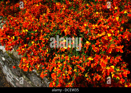 Spray di grandi dimensioni di piccola e luminosa fiori arancione Foto Stock