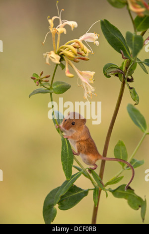 Harvest Mouse sul fiore Foto Stock