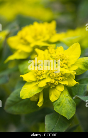 Euphorbia polychroma. Molti di euforbia colorata in un giardino inglese. Foto Stock