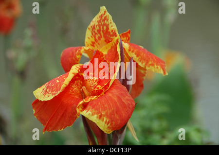 Canna indica crescita selvaggia nel nord della Tailandia Foto Stock