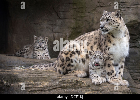 Snow Leopard con il suo 16 settimane di età i cuccioli Foto Stock