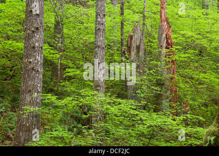 Stati Uniti d'America, Oregon, Columbia River Gorge. Vista della foresta da Eagle Creek Trail. Foto Stock