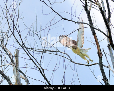 Red-tailed Hawk di prendere il volo. (Buteo jamaicensis) Foto Stock