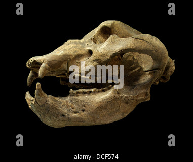 Orso delle Caverne (Ursus spelaeus Blum.) cranio Foto Stock