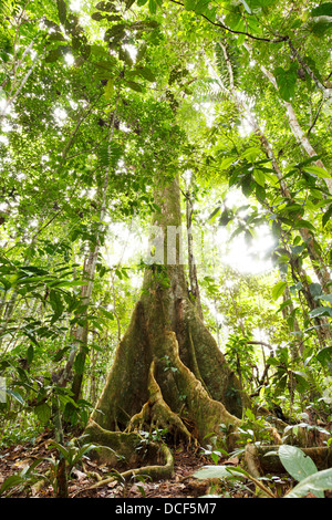 Grande albero nella foresta pluviale primaria con radici quadrate, Ecuador Foto Stock