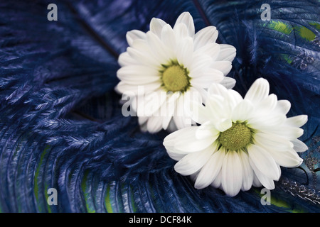 Due daisy fiore sul pennacchio blu,Daisy bianca,studio,ancora vita,foto,immagine,piume,piumaggio Foto Stock