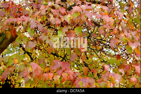 Acero di Amur Acer ginnala (syn. A. tataricum subsp. ginnala) Foto Stock