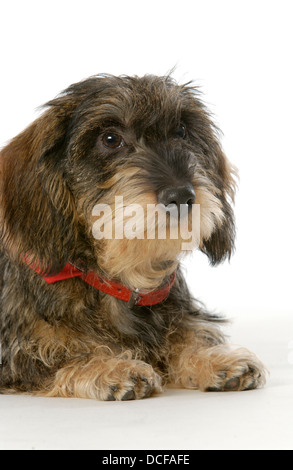 Wire-haired bassotto Foto Stock