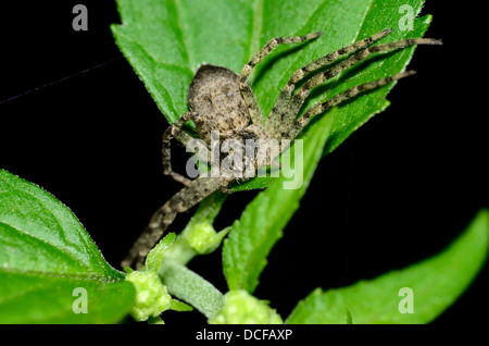 Una macro vista dettagliata di un ragno granchio arroccato su una foglia verde. Foto Stock