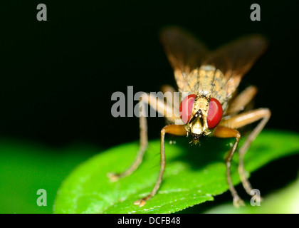 Macro closeup di una mosca arroccato su di un impianto. Foto Stock