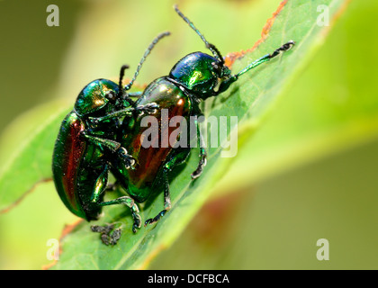 Accoppiamento coleotteri Dogbane arroccato su una pianta verde foglia. Foto Stock