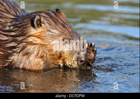 Un vicino l immagine di un castoro il volto "Castor canadenis' come egli sfrega contro il suo naso con la sua zampa anteriore Foto Stock