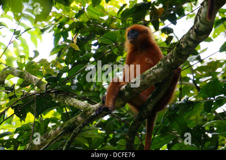 Presbytis rubicunda red leaf monkey Borneo Foto Stock