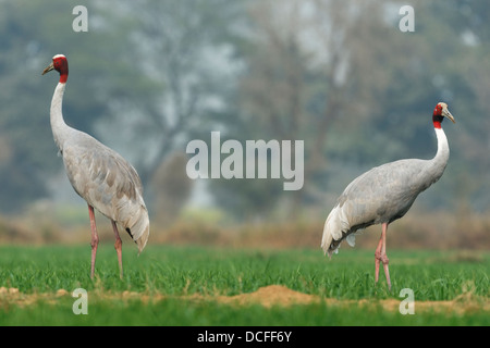 Gru Sarus (Grus antigone) coppie in un terreno agricolo vicino al Parco Nazionale di Keoladeo, Bharatpur Rajasthan, India. Foto Stock