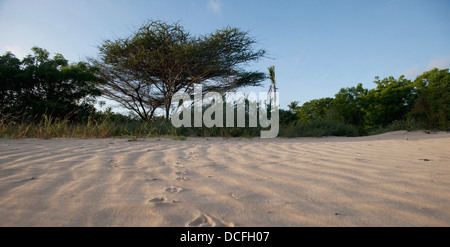 Spiaggia a Manda Bay, Kenya, Africa Foto Stock