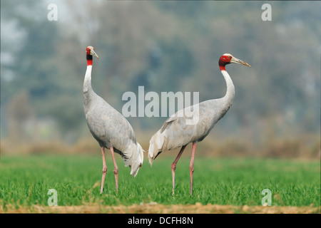 Gru Sarus (Grus antigone) coppie in un terreno agricolo vicino al Parco Nazionale di Keoladeo, Bharatpur Rajasthan, India. Foto Stock