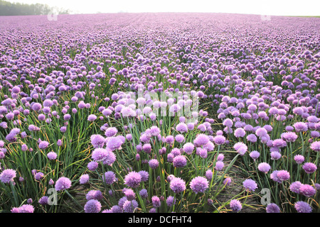 Lussureggiante fioritura di onion area campo vicino Arsdale su Bornholm, Danimarca Foto Stock