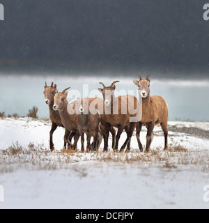 Le pecore di montagna famiglia; Nordegg, Alberta, Canada Foto Stock