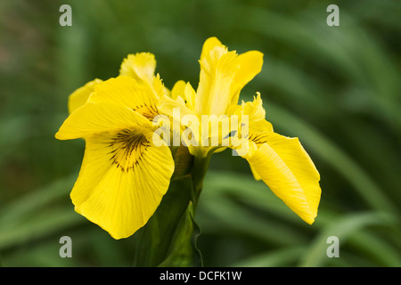 Iris pseudacorus. Bandiera gialla iris. Foto Stock