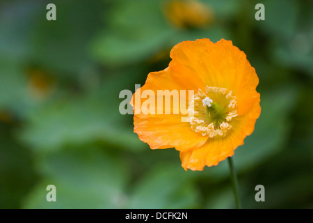 Meconopsis cambrica crescendo in un cottage inglese il giardino. Foto Stock