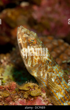 Sabbia Diver (Synodus intermedius) su un tropical Coral reef al largo dell'Isola di Roatan, Honduras. Foto Stock