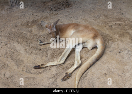 Il canguro un marsupiale dalla famiglia Macropodidae dormire a terra Foto Stock