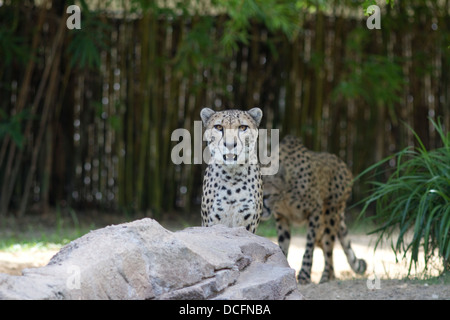 Cheetah, Acinonyx jubatus, noto anche come la caccia leopard trovati in Africa orientale e meridionale Foto Stock