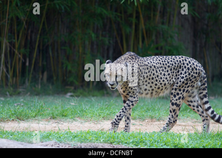 Cheetah, Acinonyx jubatus, noto anche come la caccia leopard trovati in Africa orientale e meridionale Foto Stock