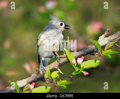 Un piccolo grazioso uccello, la Cincia Tufted, graziosamente in posa con la sua cresta fino e becco aperto in canzone, Parus bicolor Foto Stock