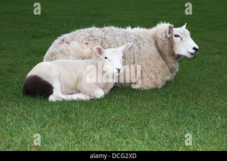 Sheep ewe with black and white lamb lying down in pasture grass at Avebury, Wiltshire, England, UK. Ovis aries Foto Stock