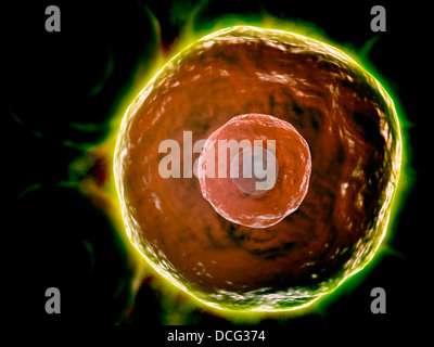 Vista microscopico umana di cellule B che giocano un ruolo importante nella risposta immunitaria sistema. Foto Stock