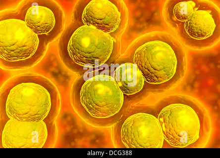 Vista microscopico di Chlamydia. La Chlamydia è una comune malattia sessualmente trasmessa (STD) causata da un batterio. Foto Stock